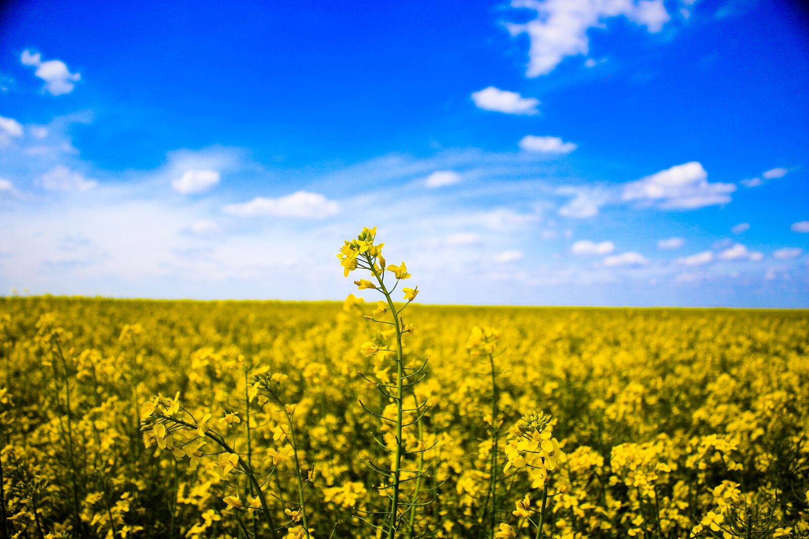Canon EOS 7D Mark II sample photo. Field, macro, nature photography