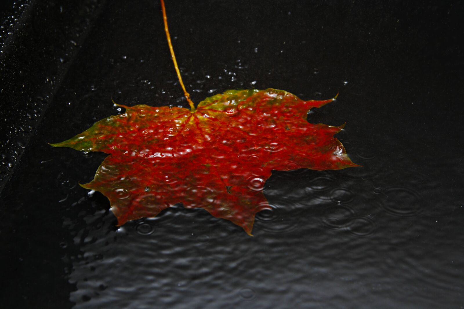 Canon EOS 1000D (EOS Digital Rebel XS / EOS Kiss F) sample photo. Leaf, autumn, autumn leaf photography
