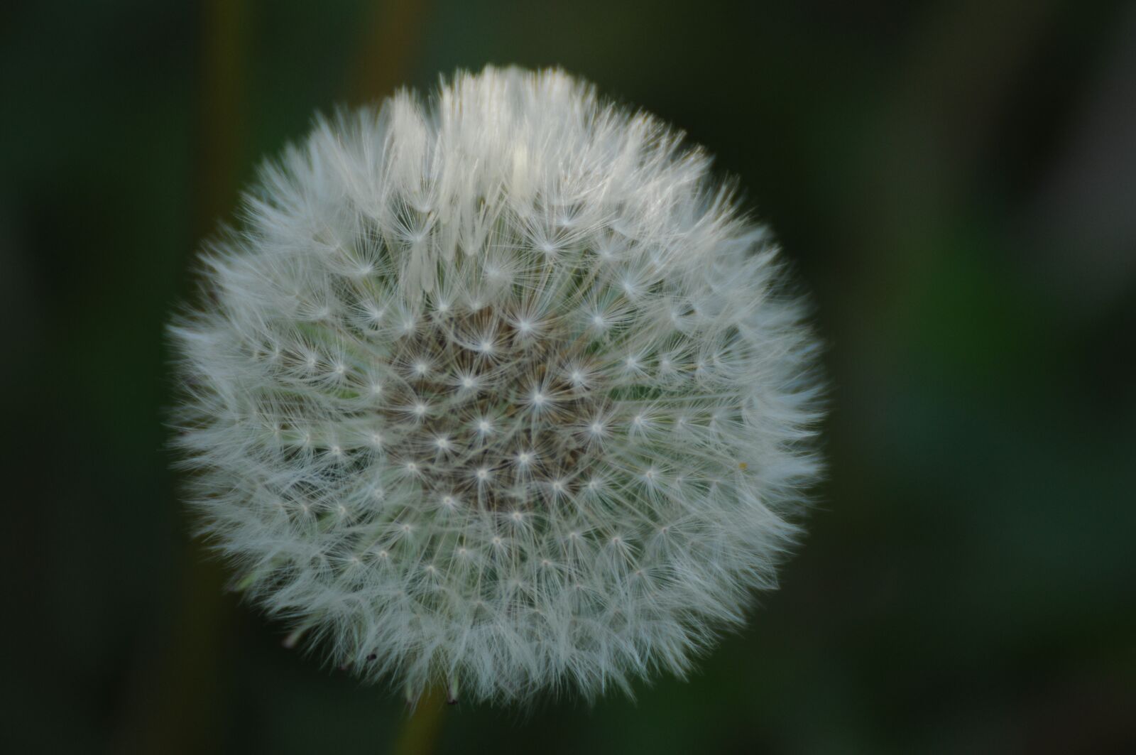 Nikon D5000 sample photo. Dandelion, plant, flower photography