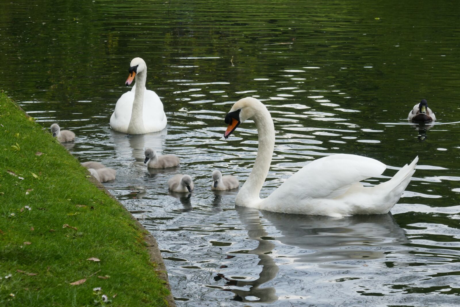 Panasonic Lumix DMC-ZS100 (Lumix DMC-TZ100) sample photo. Birds, lake, water photography