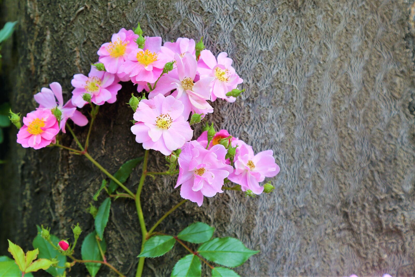 Canon EF 24-105mm F4L IS USM sample photo. Rose, flower, spring photography