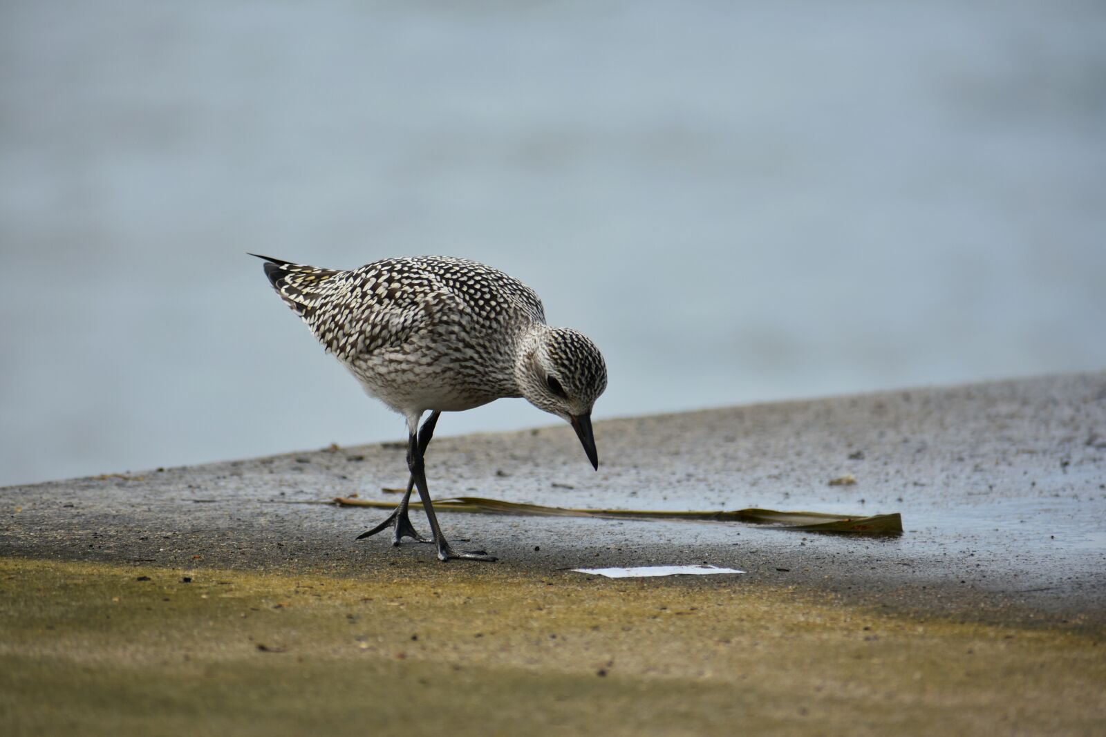 Nikon D7200 sample photo. Animal, sea, bird photography