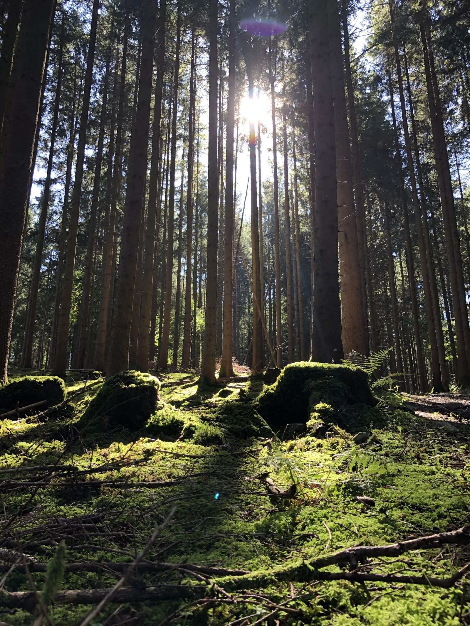 iPhone 8 back camera 3.99mm f/1.8 sample photo. Forest, autumn, nature photography