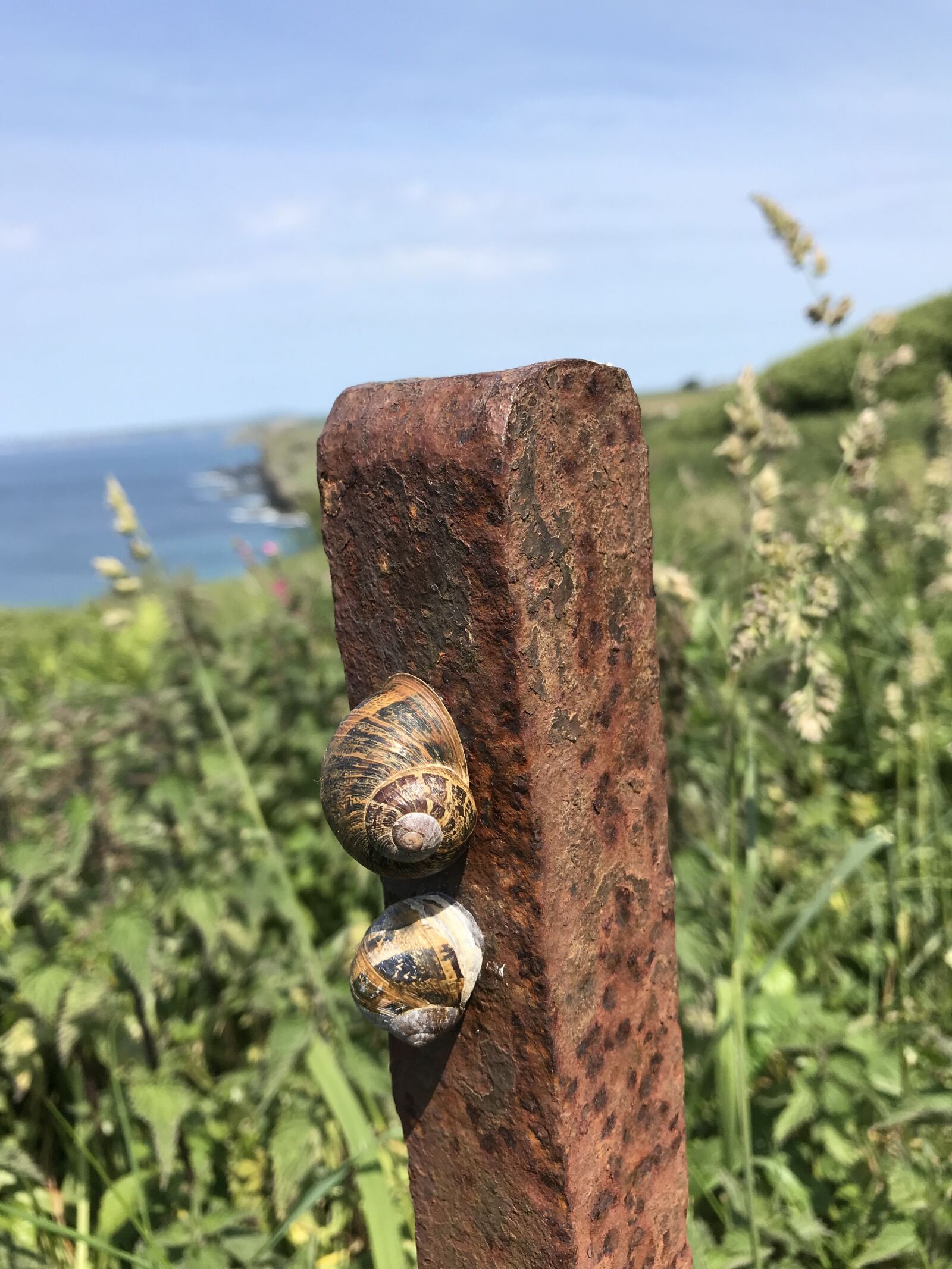 iPhone 7 back camera 3.99mm f/1.8 sample photo. Snails, pile, rust photography
