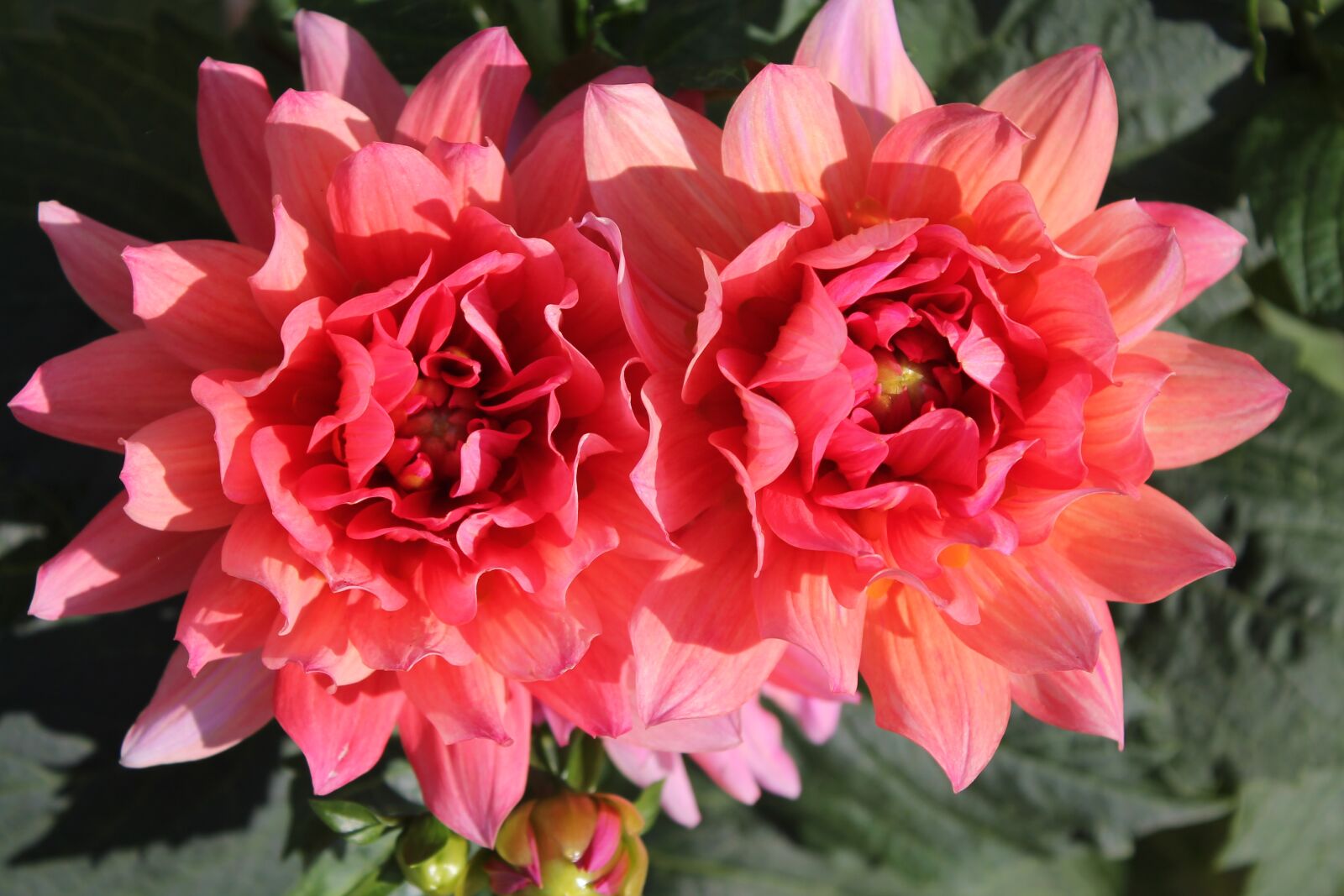 Canon EOS 1100D (EOS Rebel T3 / EOS Kiss X50) sample photo. Dahlia, flower, blossom photography