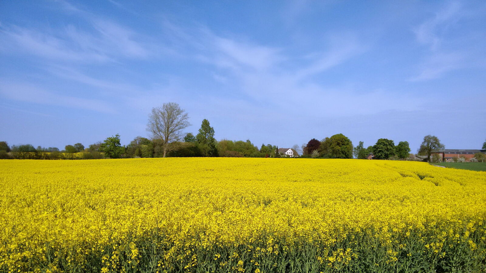 Motorola Moto G (2nd Gen) sample photo. Agricultural, blue, canola, field photography