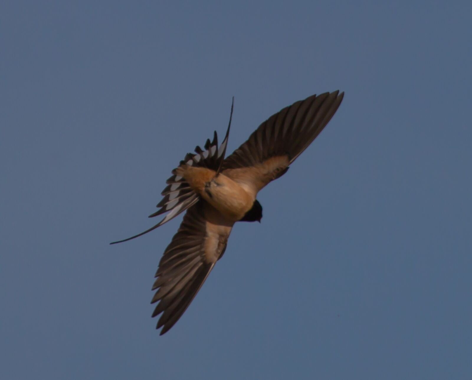 Canon EOS 5D Mark III sample photo. Swallow flying, swallow in photography