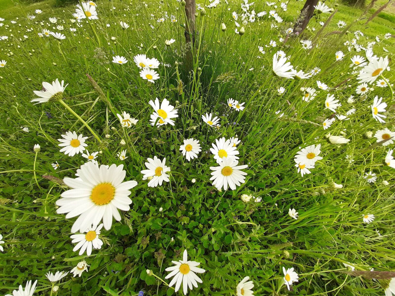 Samsung Galaxy A50 sample photo. Daisy, white, flowers photography