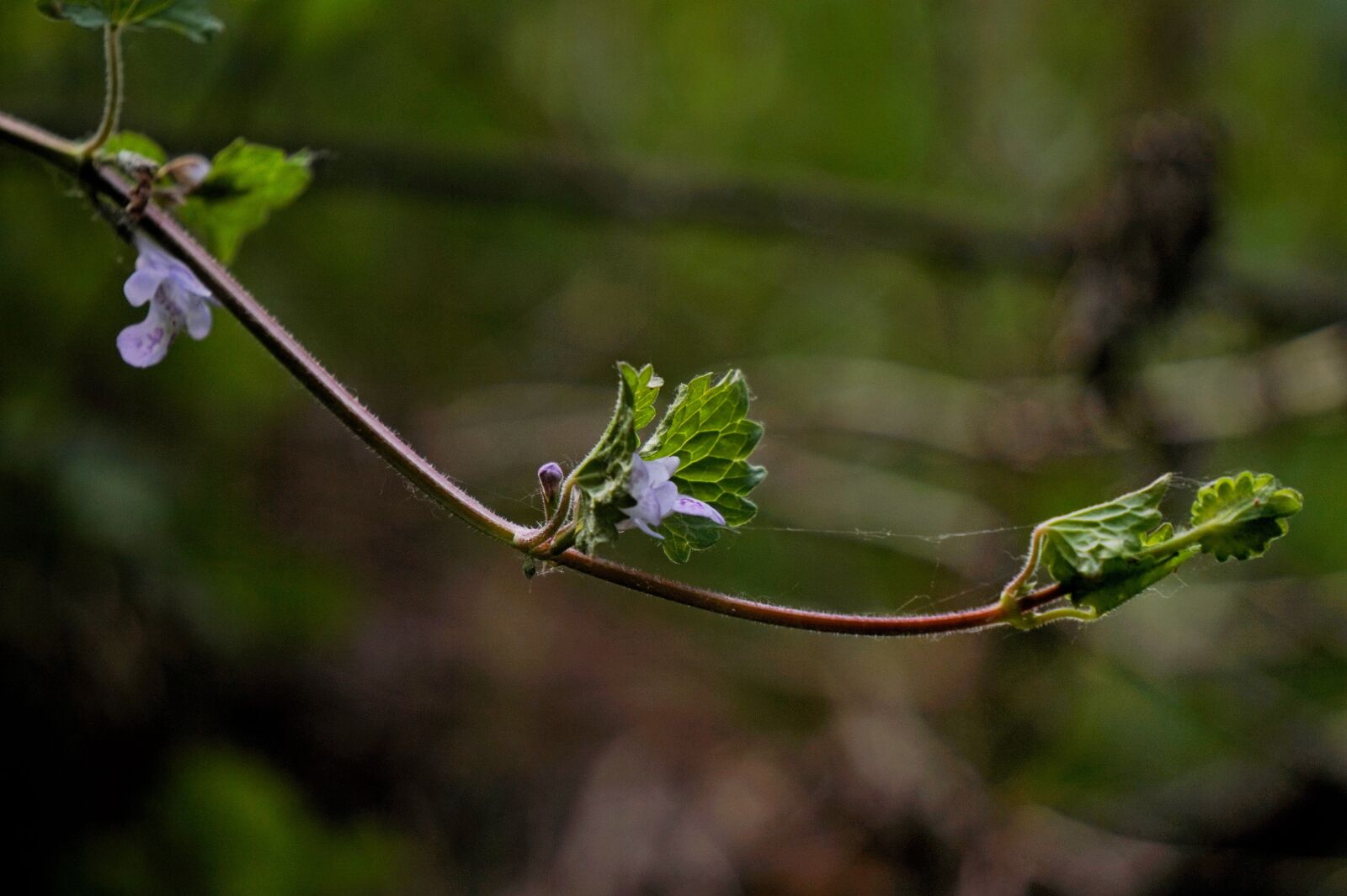 Sony Alpha a5000 (ILCE 5000) + Sony E 55-210mm F4.5-6.3 OSS sample photo. Long bottle bush flower photography