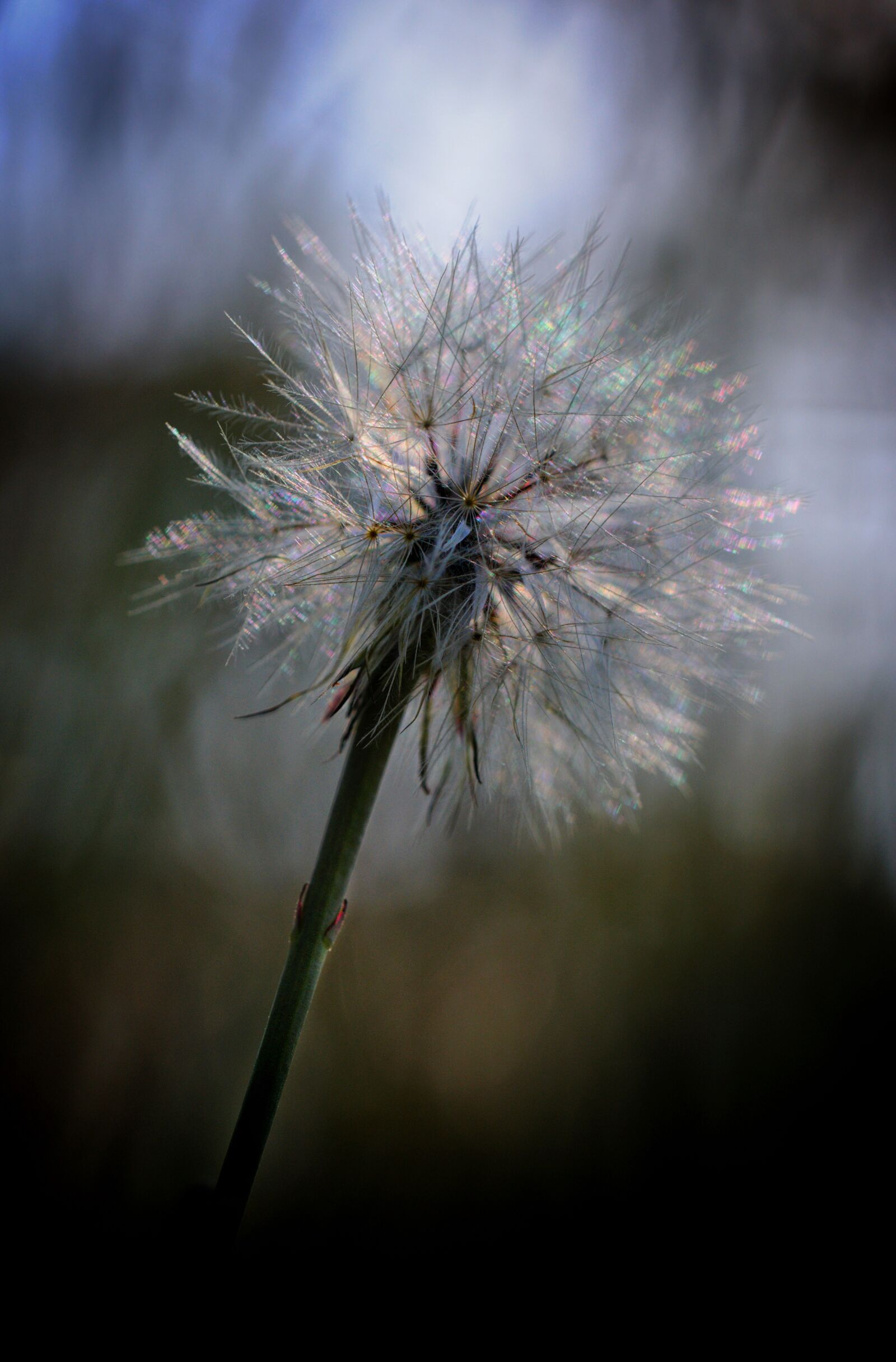 Nikon D90 sample photo. Dandelion, light, flower photography