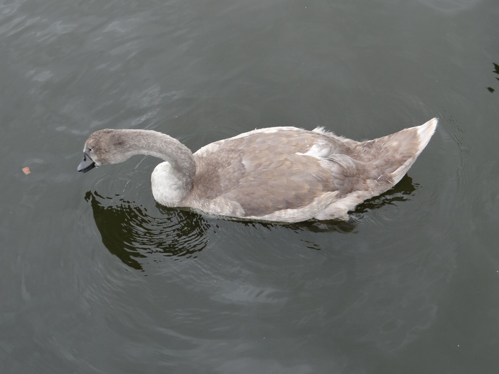 Sony DSC-HX200V sample photo. Swan, animals, birds photography