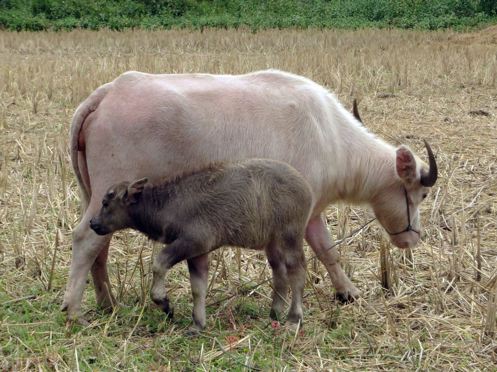 Canon PowerShot SX270 HS sample photo. Laos, buffalo, calf photography
