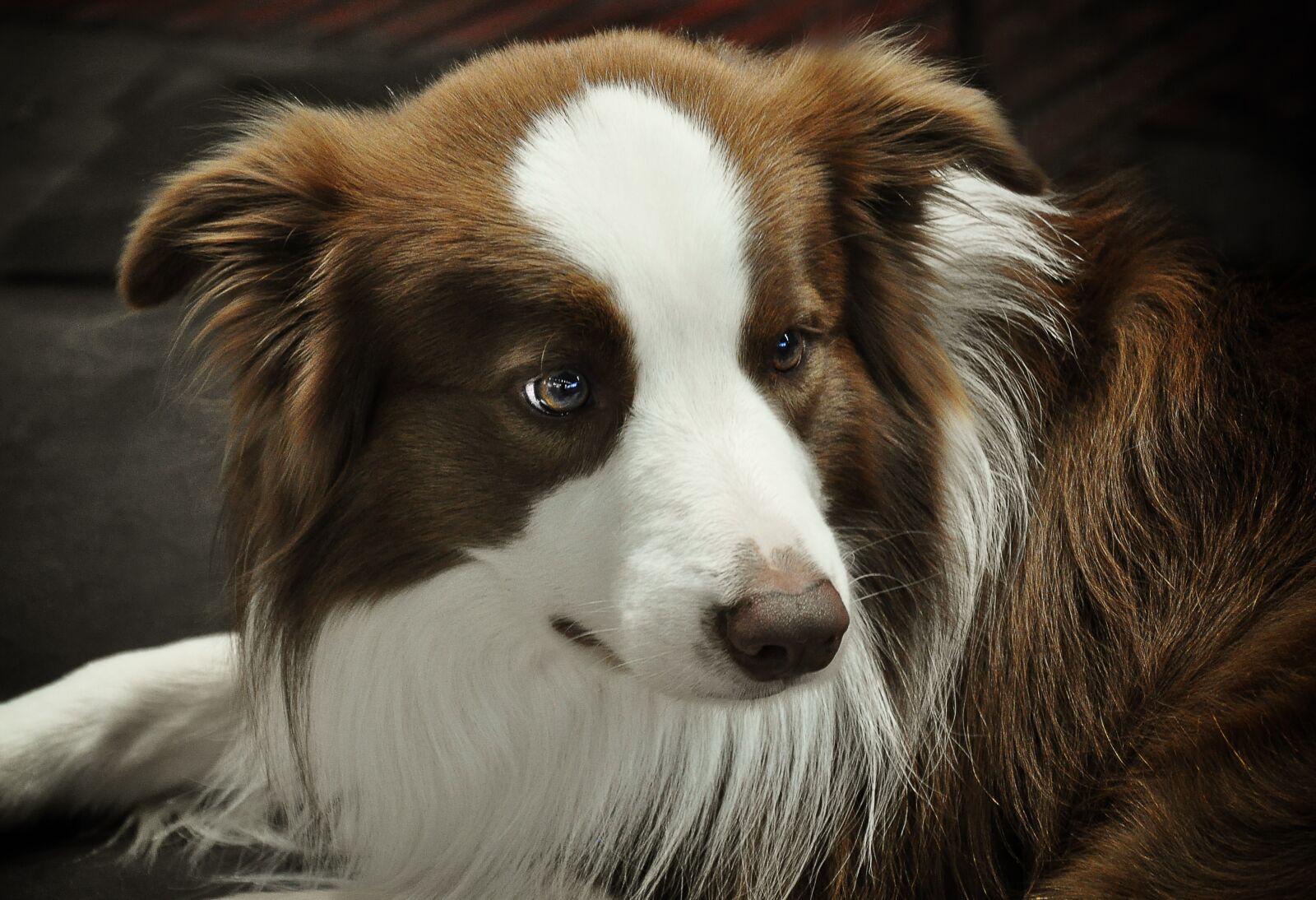 Nikon D90 sample photo. Border collie, dog, quadruped photography