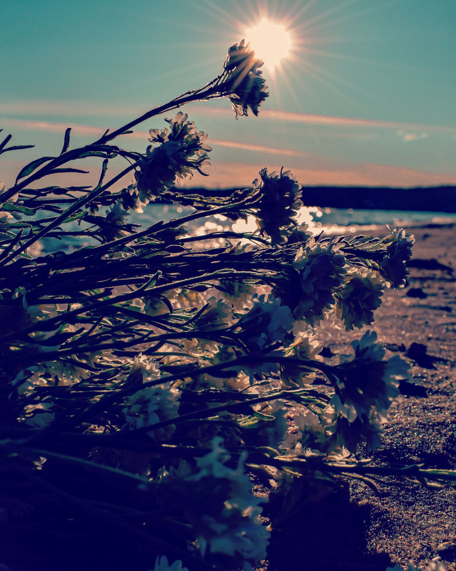 Nikon D5300 sample photo. Beach, flowers, evening photography