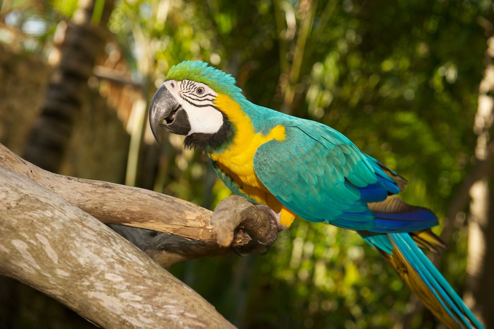 Nikon D700 sample photo. Parrot, bird, tyrkisový photography