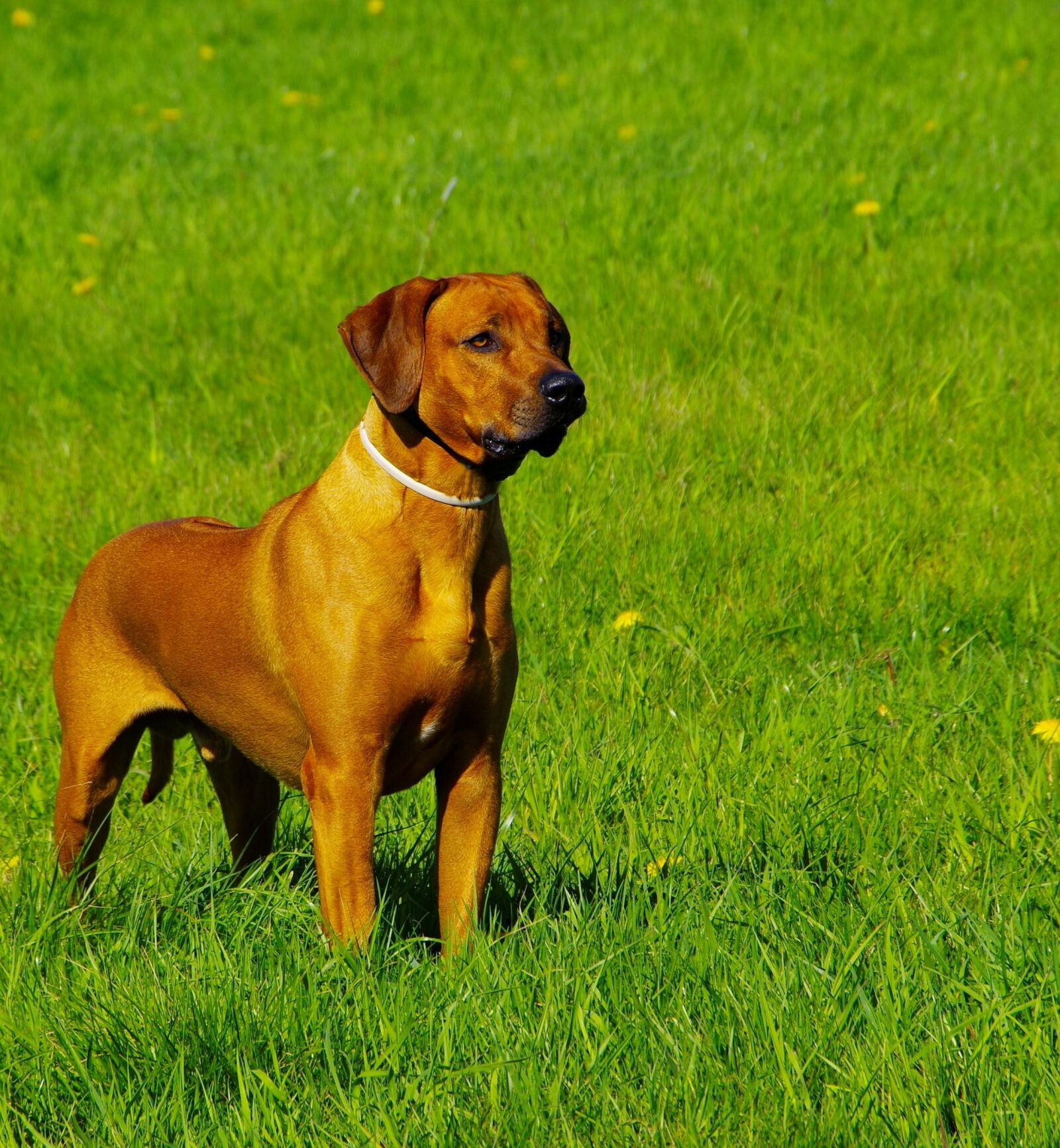 Pentax K-3 sample photo. Dog, ridgeback, rhodesian photography