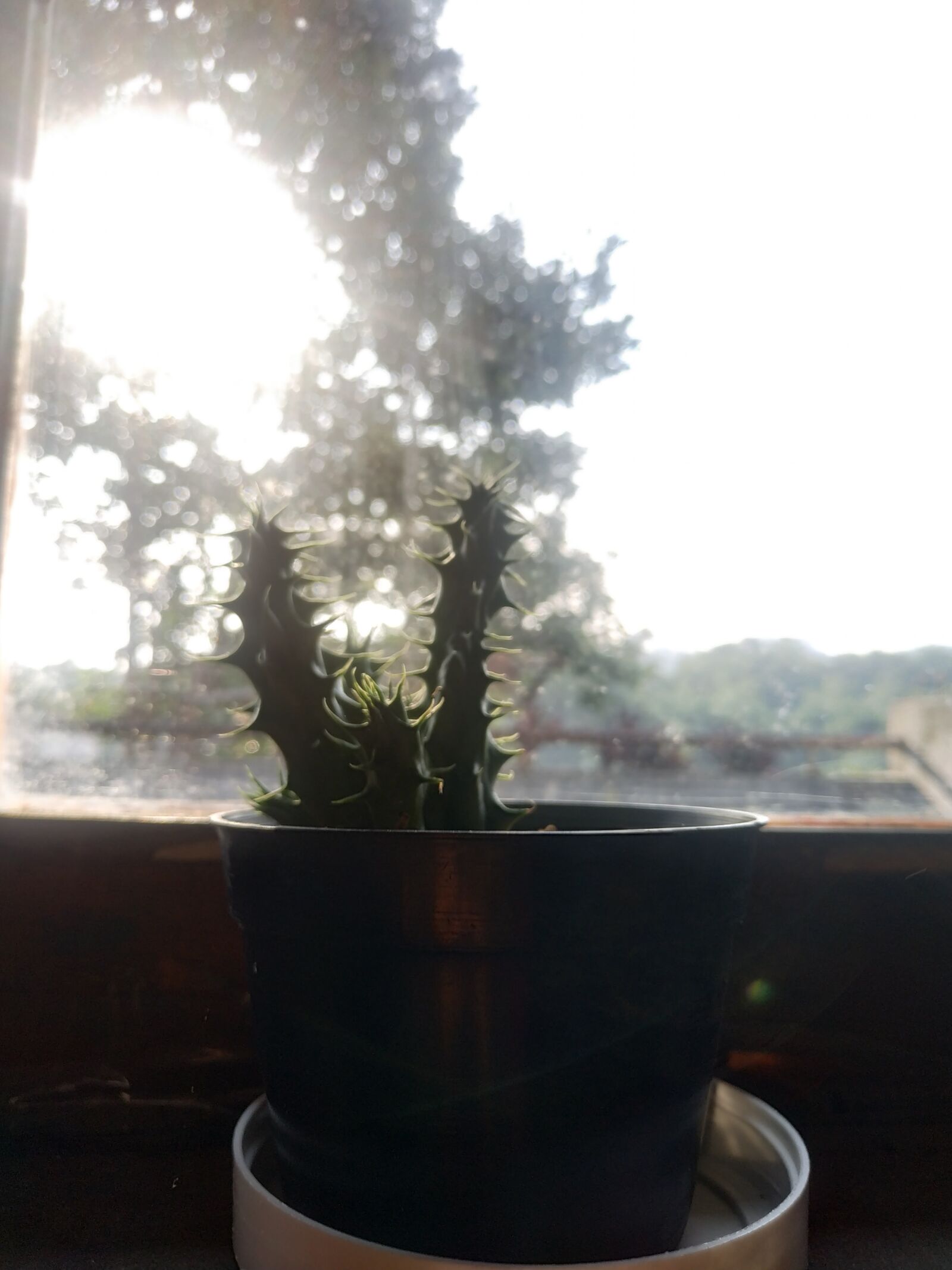 Xiaomi Redmi Note 5 sample photo. Cactus, plant, nature photography