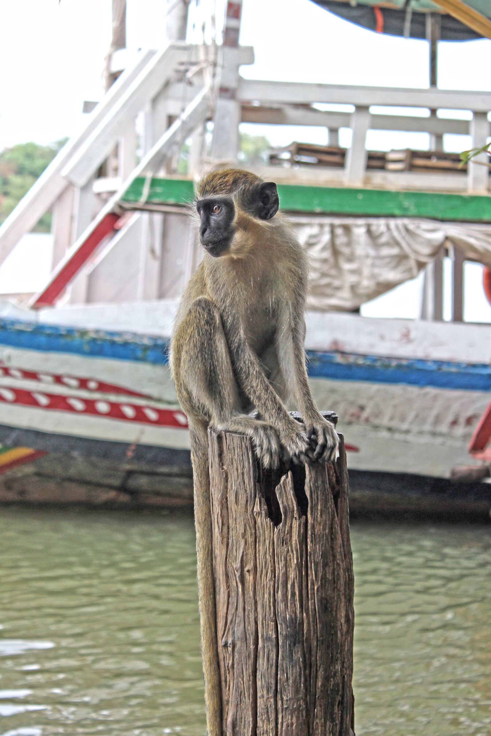 Canon EOS 600D (Rebel EOS T3i / EOS Kiss X5) sample photo. Monkey, nature, cute photography