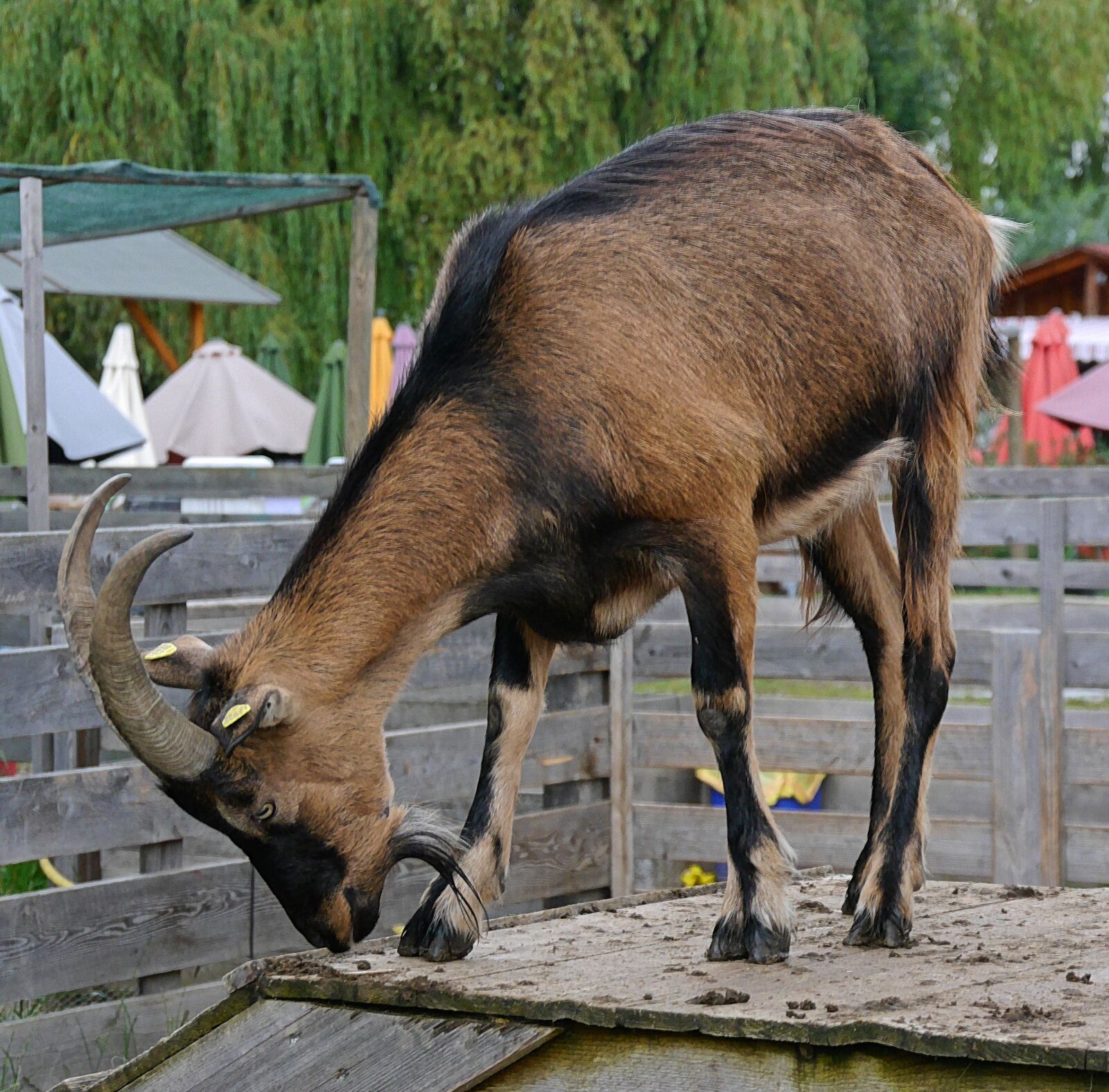 Panasonic Lumix DMC-G6 sample photo. Goat, animal, horns photography