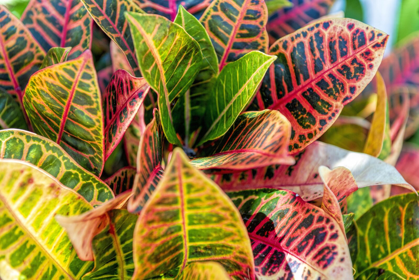 Nikon D610 sample photo. Leaves, color, plant photography