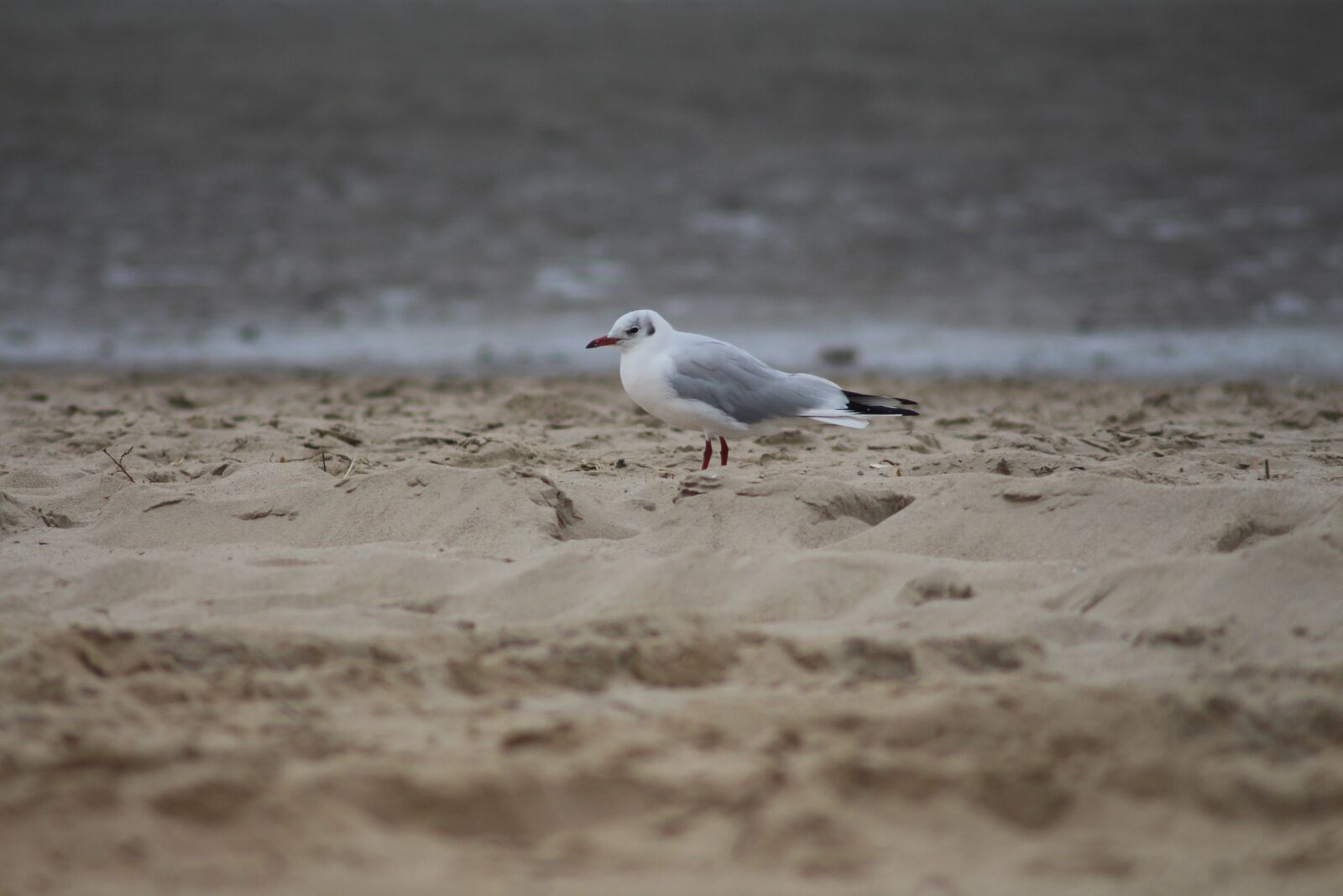 Canon EOS 700D (EOS Rebel T5i / EOS Kiss X7i) sample photo. Animals, wild bird, flying photography