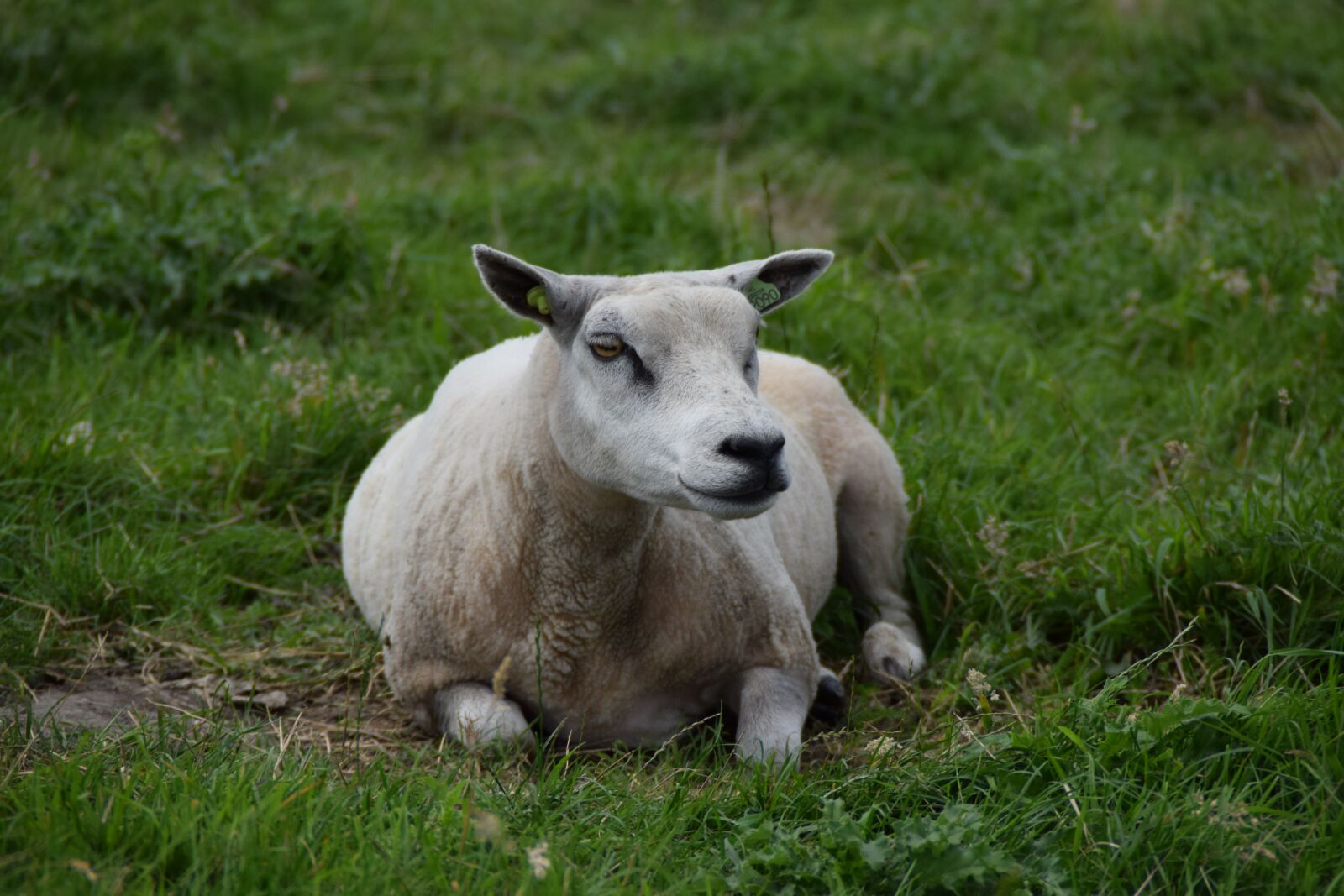 Nikon D3300 sample photo. White, sheep, wool photography