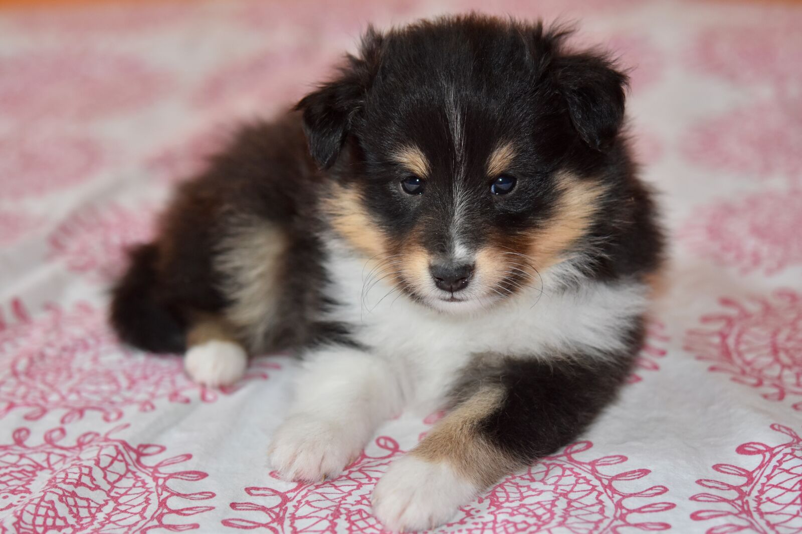 Nikon D5600 sample photo. Puppy, puppy shetland sheepdog photography