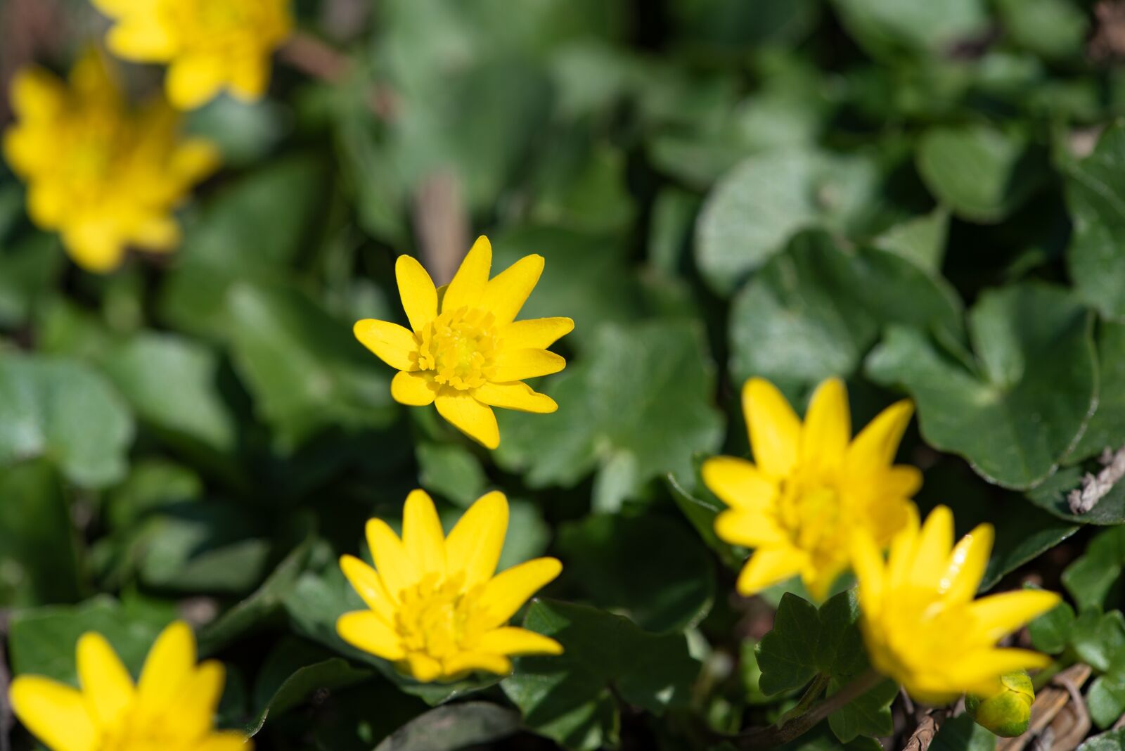 Nikon D750 sample photo. Flowers, yellow, garden photography