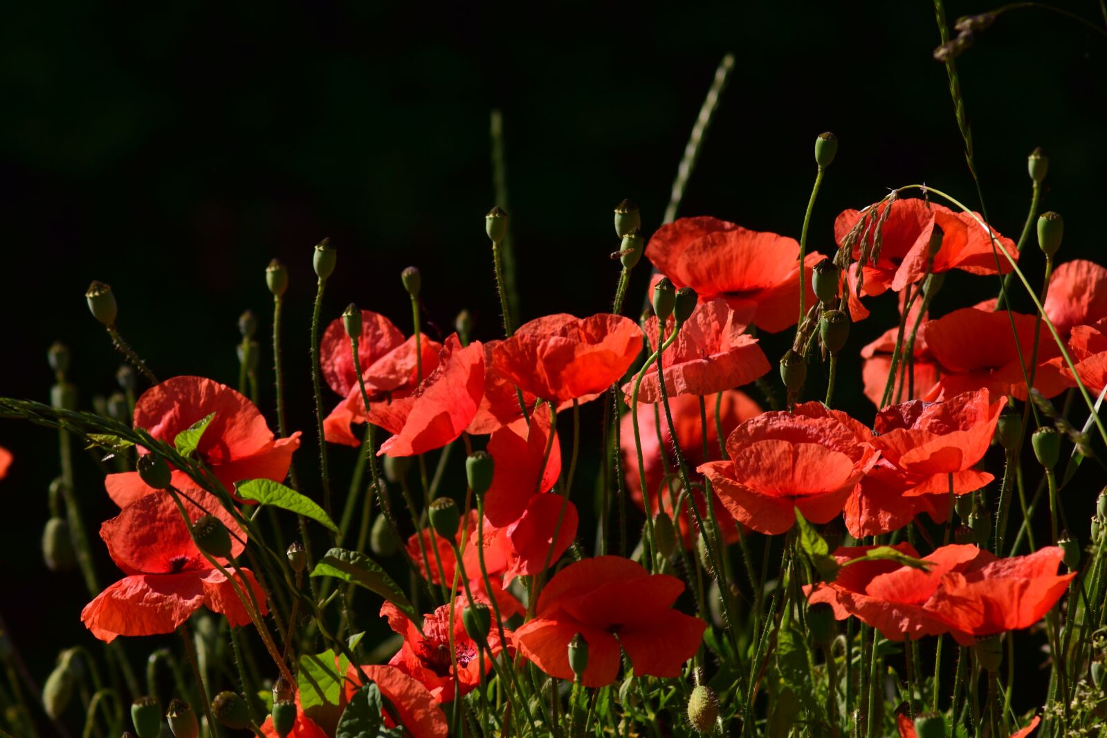 Nikon D3300 sample photo. Poppy, field of poppies photography