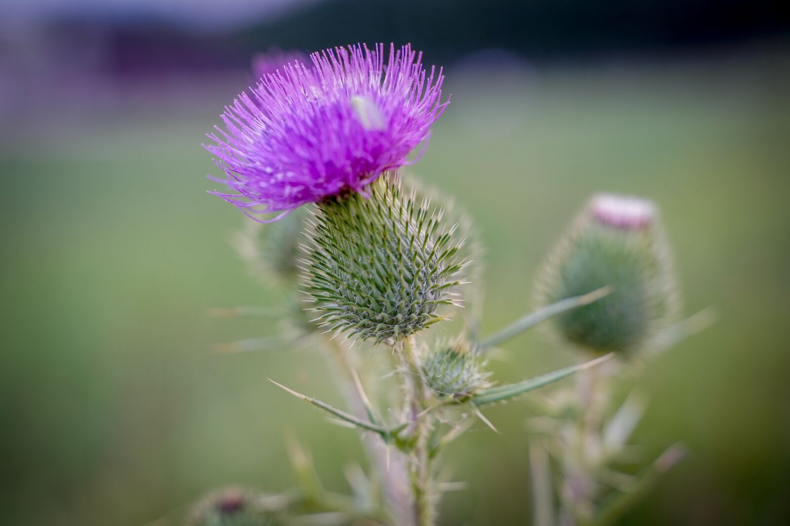 Sony a7 III sample photo. Thistle, spur, nature photography