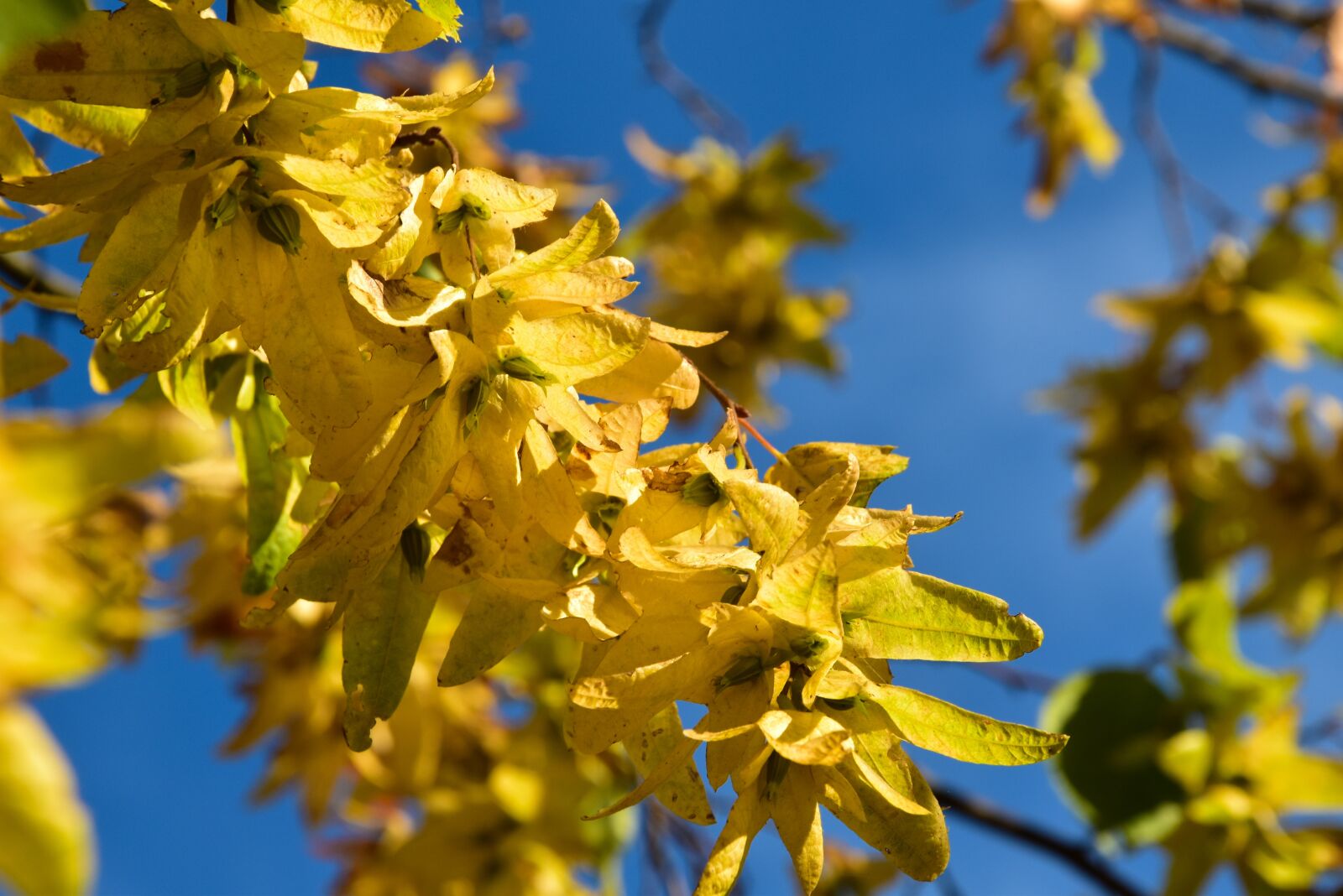 Nikon D5500 sample photo. Leaves, yelloe leaves, yellow photography
