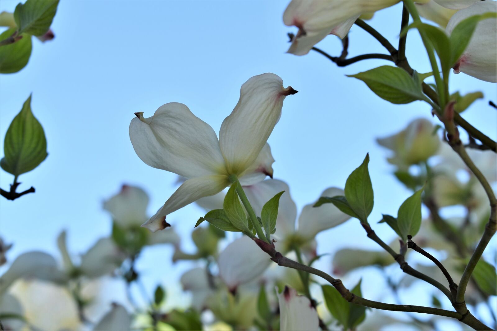 Nikon D5500 sample photo. Dogwood, bush, tree photography