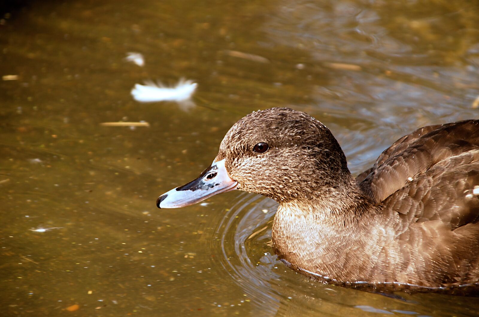 18.00 - 200.00 mm f/3.5 - 6.3 sample photo. Duck, water, ducks photography