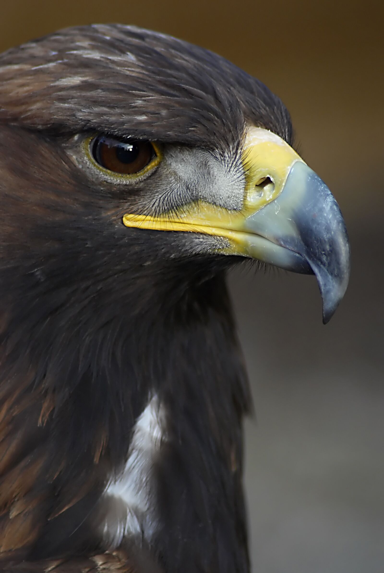 Nikon D80 sample photo. Eagle, head, bird photography