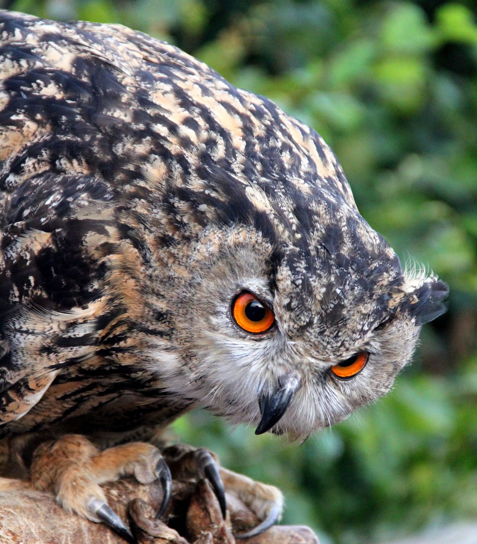 Canon EOS 550D (EOS Rebel T2i / EOS Kiss X4) sample photo. Owl, rapacious, bird photography