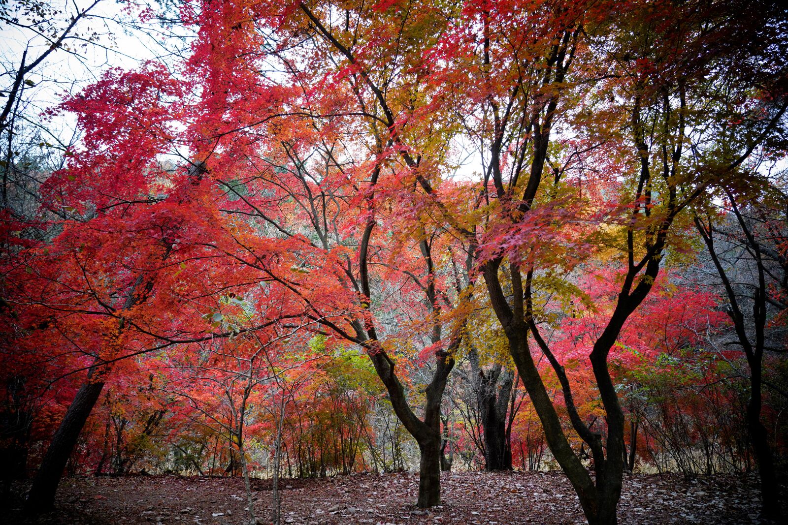 Sony FE 24-105mm F4 G OSS sample photo. Autumnal tints, red, auttum photography