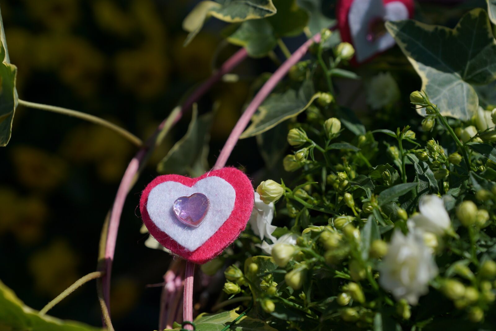 Sony DT 16-50mm F2.8 SSM sample photo. Heart, love, plant photography