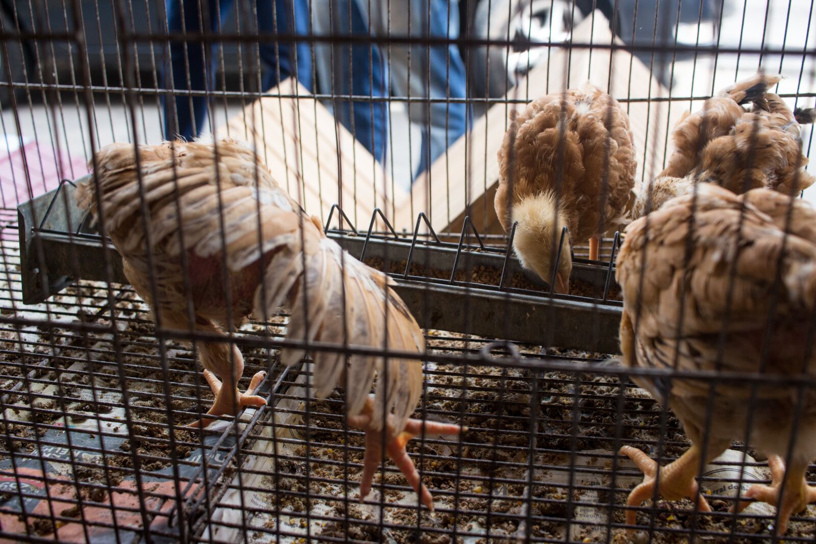 Canon EF-S 24mm F2.8 STM sample photo. Animals, chicken, plumage photography