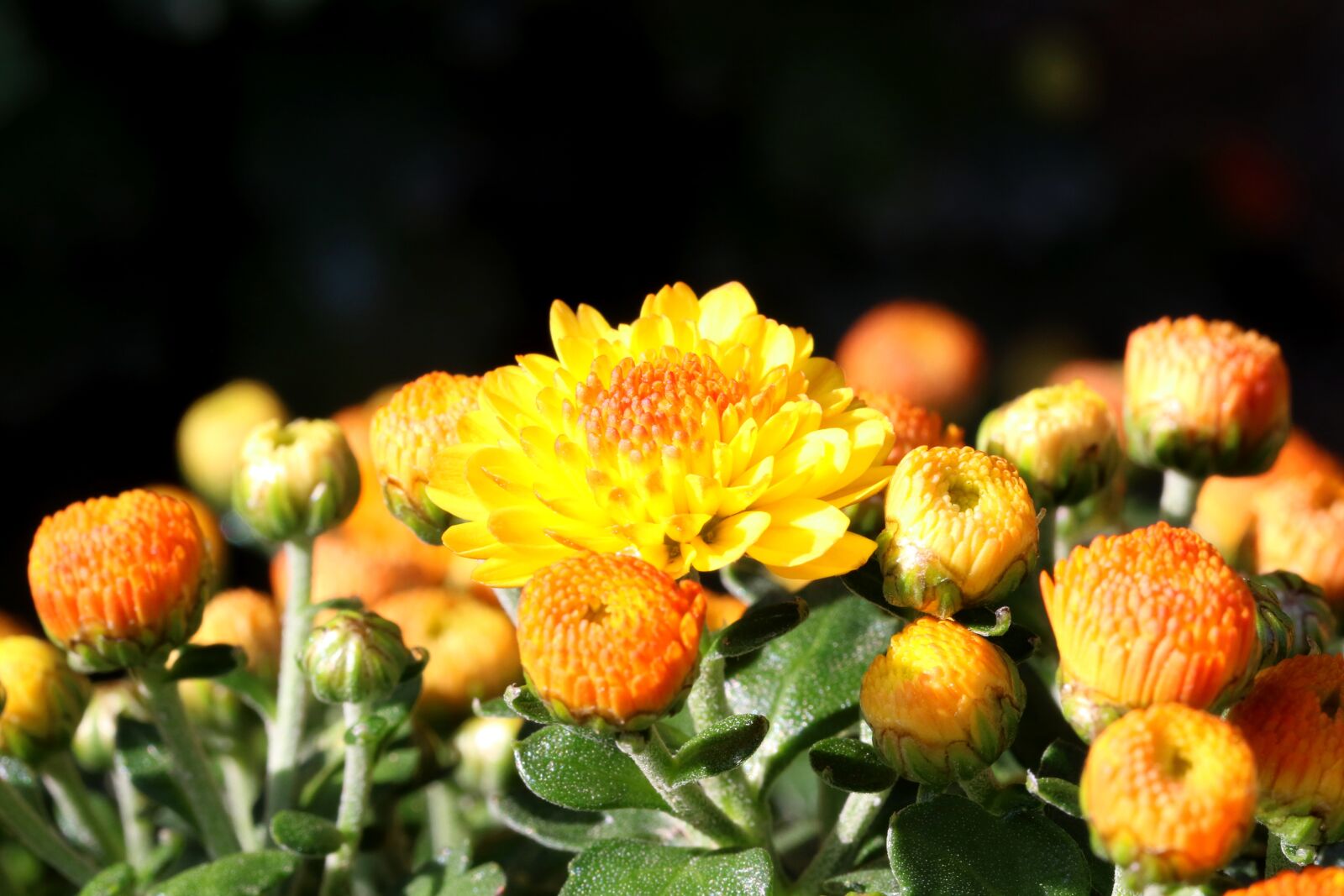 Canon EOS 7D Mark II sample photo. Chrysanthemum, flowers, plants photography