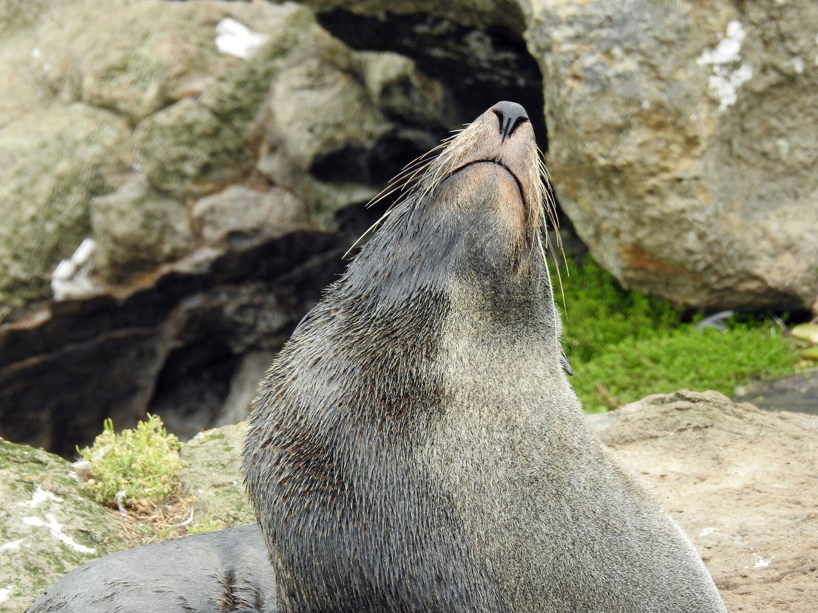 Nikon Coolpix P900 sample photo. Sea lion, seerobbe, new photography