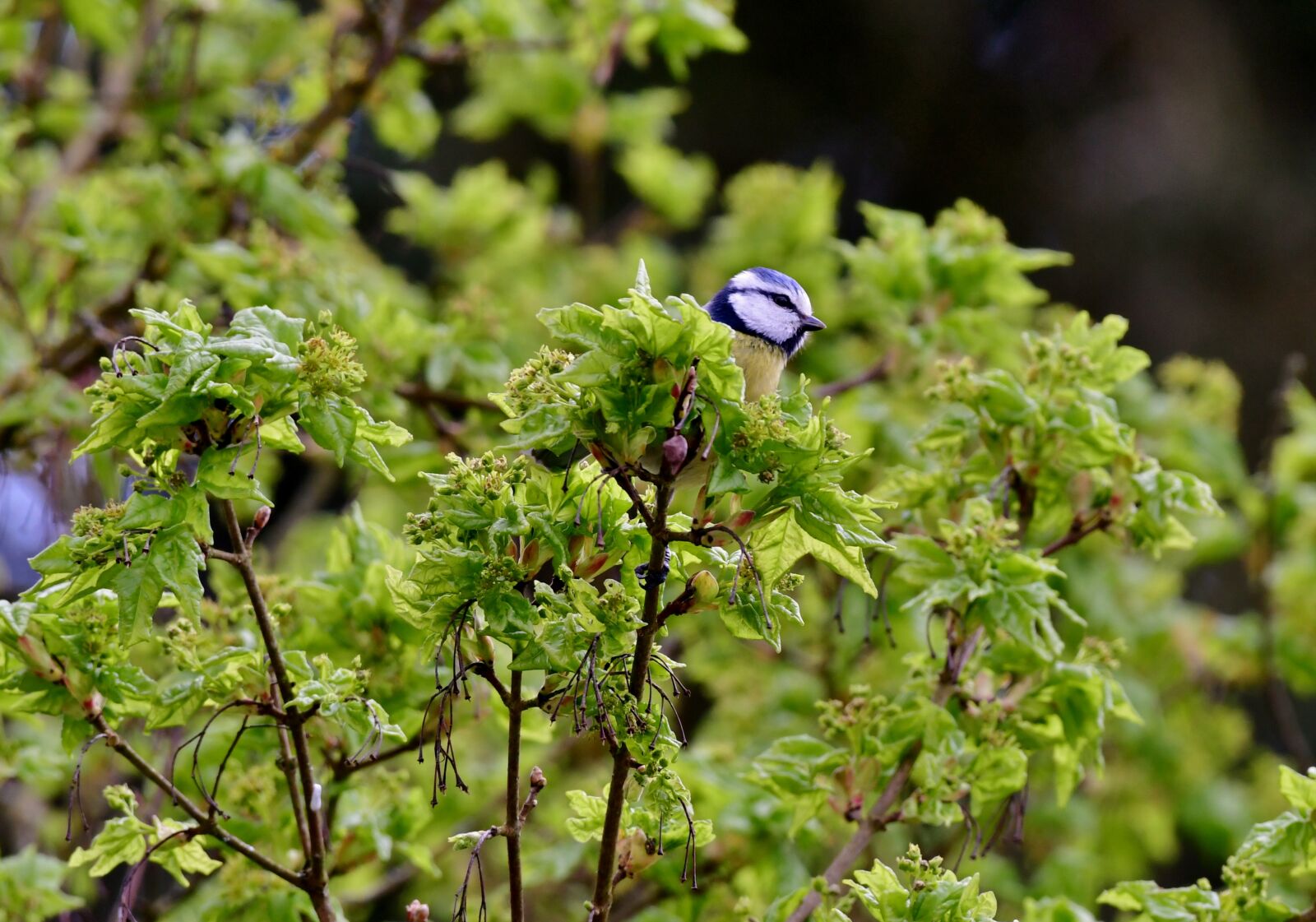 Nikon D500 sample photo. Blue tit, bird, tit photography