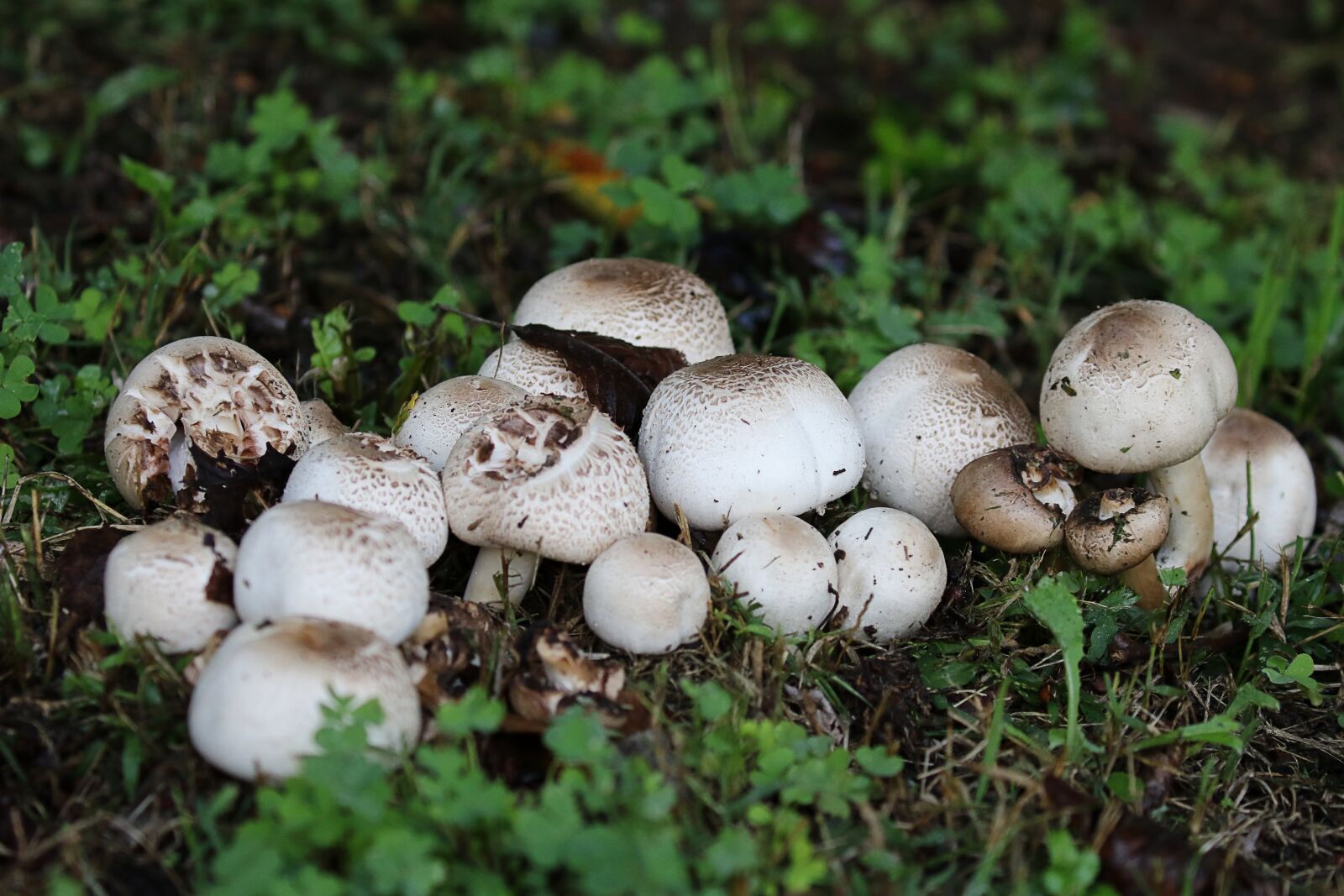Canon EOS 7D Mark II sample photo. Autumn, humidity, mushrooms photography