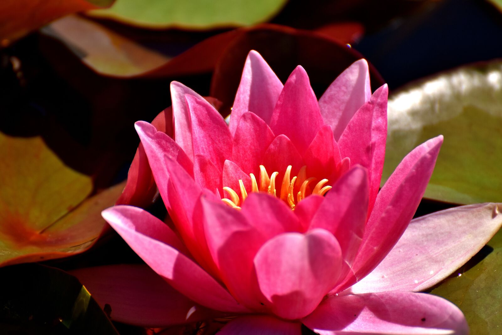 Nikon D7200 sample photo. Water lilies, pink, white photography