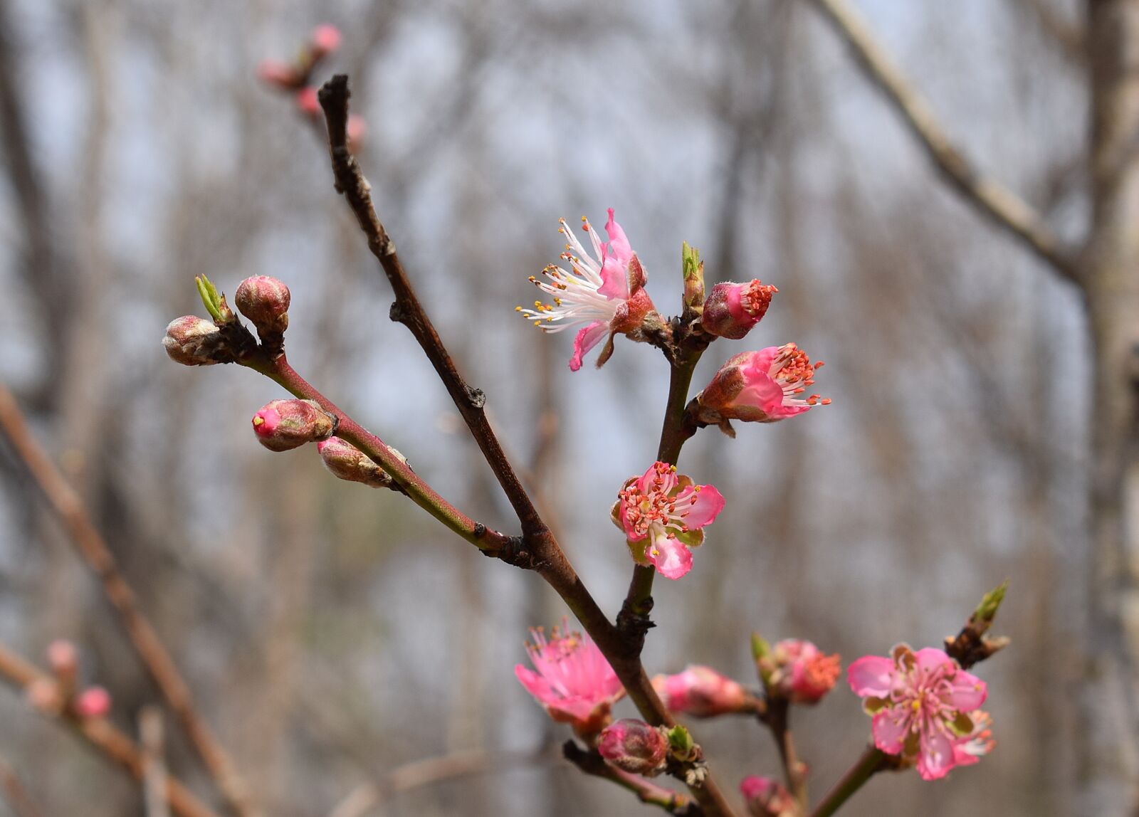 Nikon D3300 sample photo. Peach blossom, peach tree photography