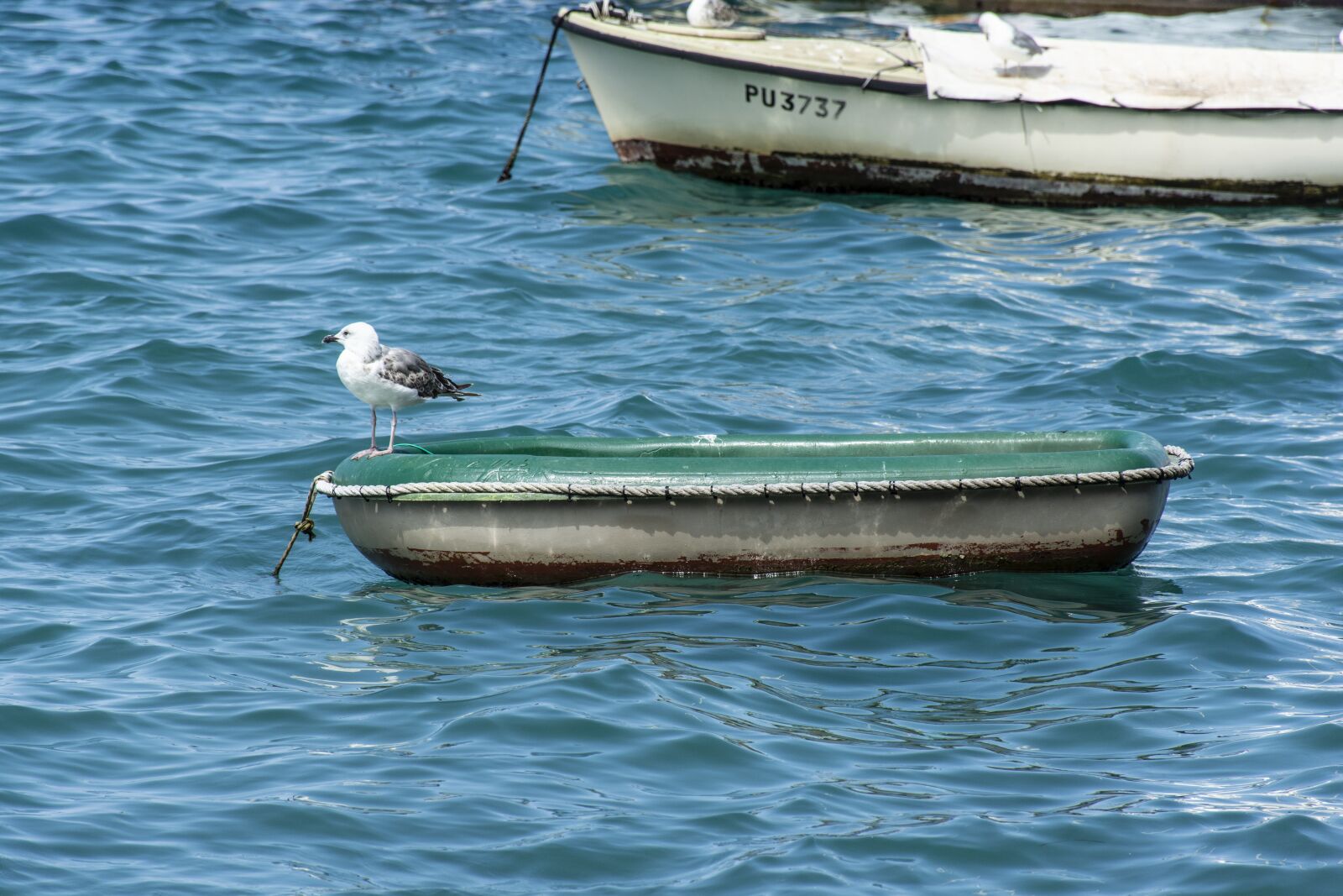 Nikon D7100 sample photo. Seagull, boat, sea photography