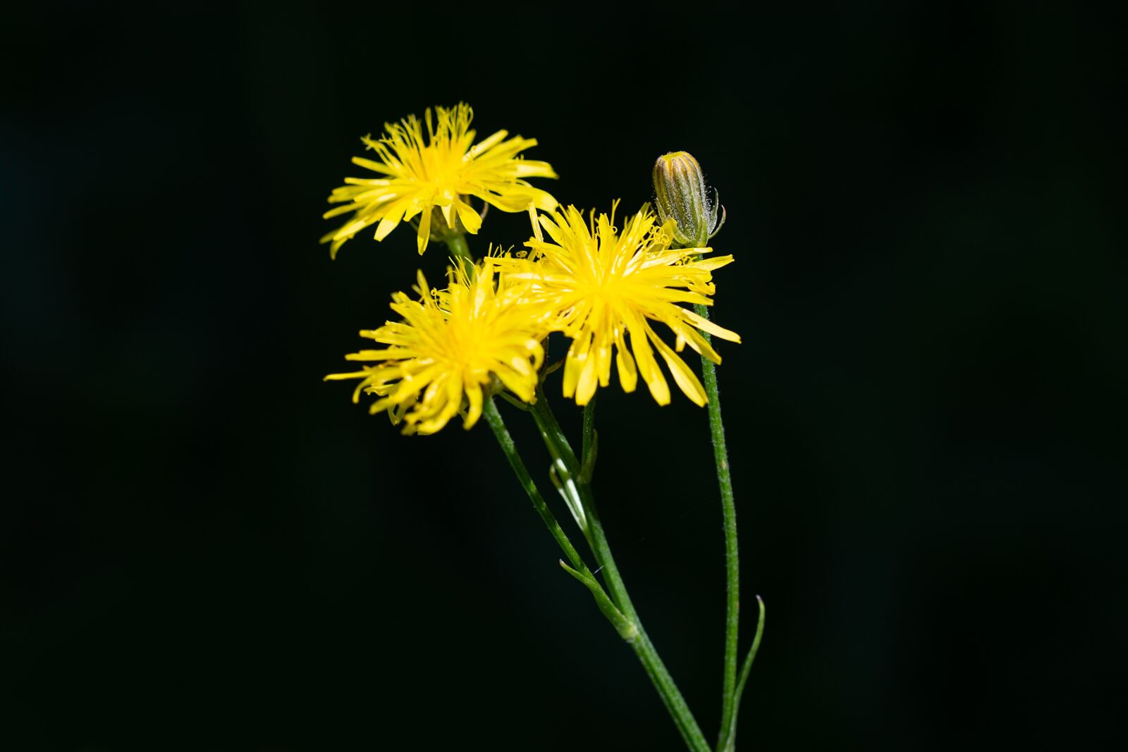 Nikon D7100 sample photo. Flower, yellow, yellow flower photography
