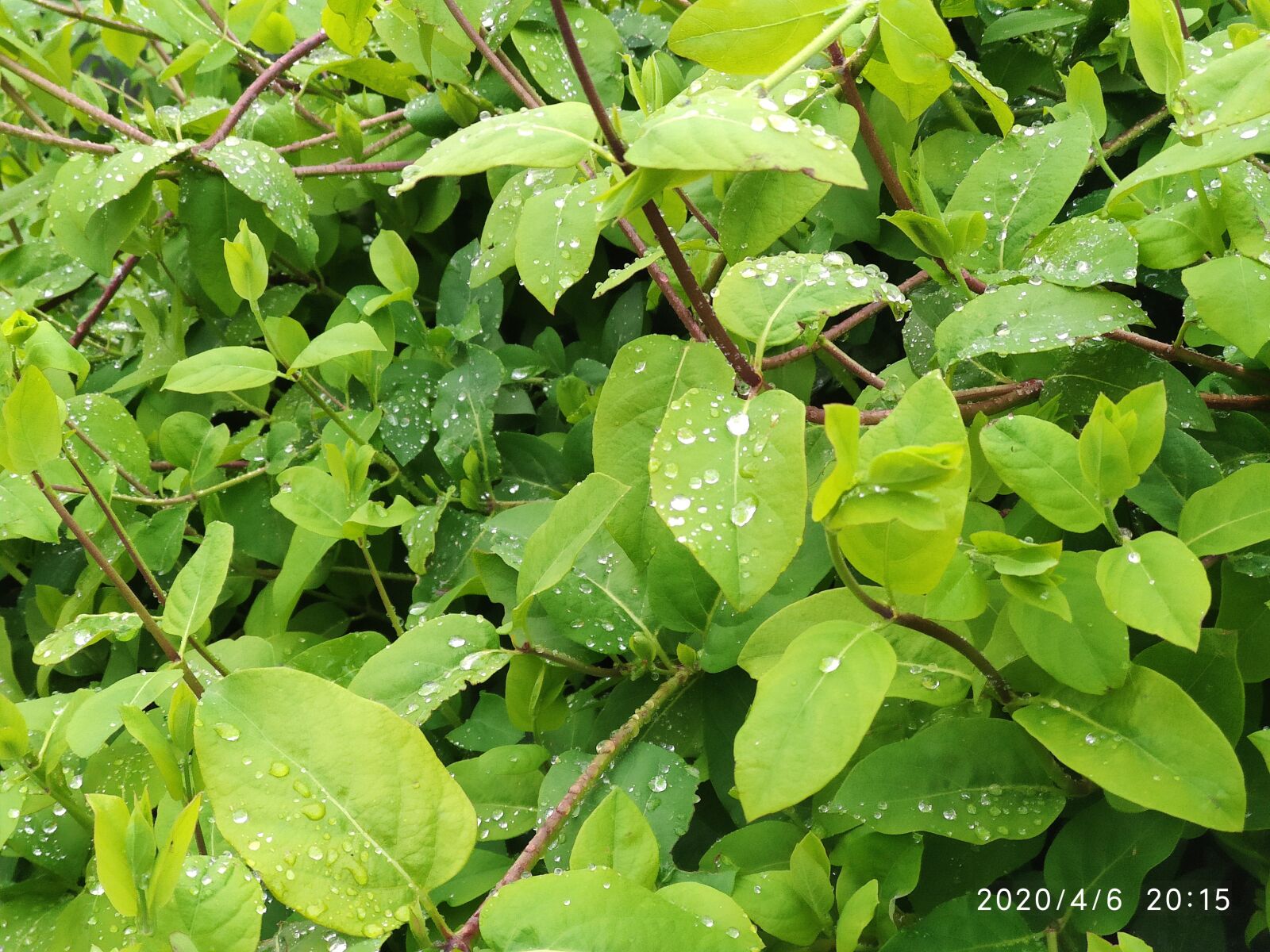 Xiaomi Mi 9T sample photo. Honeysuckle, garden, nature photography