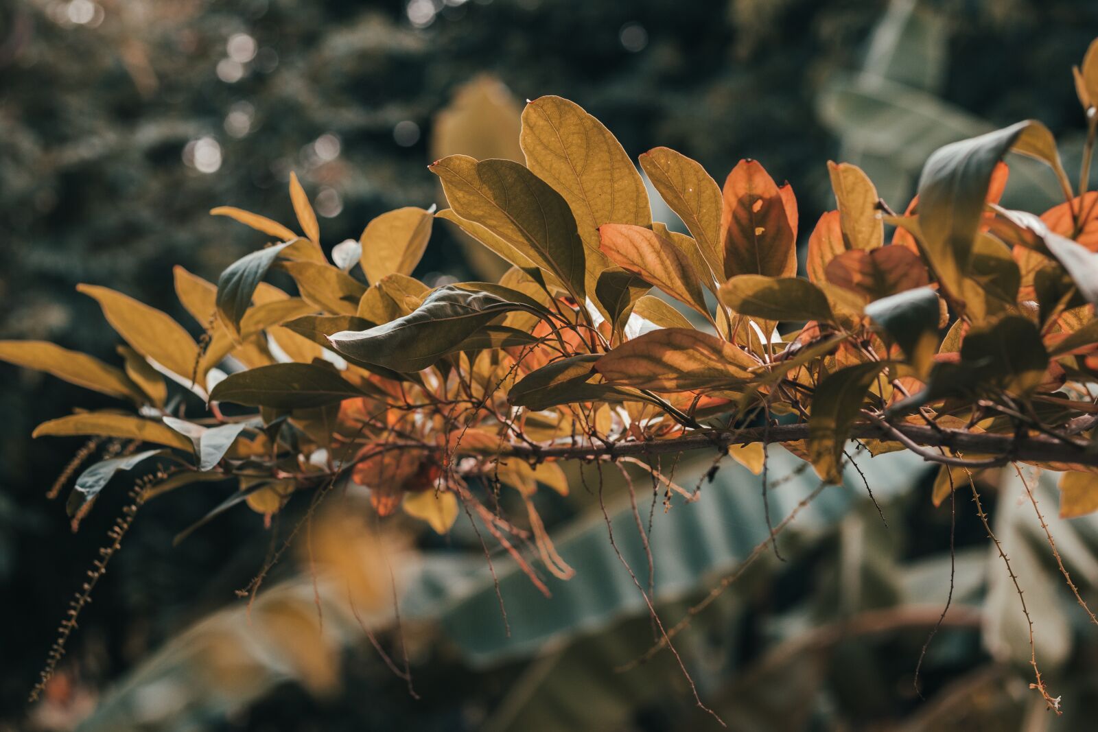 Canon EOS 700D (EOS Rebel T5i / EOS Kiss X7i) + Canon EF 50mm F1.8 STM sample photo. Thailand, autumn leaves, summer photography