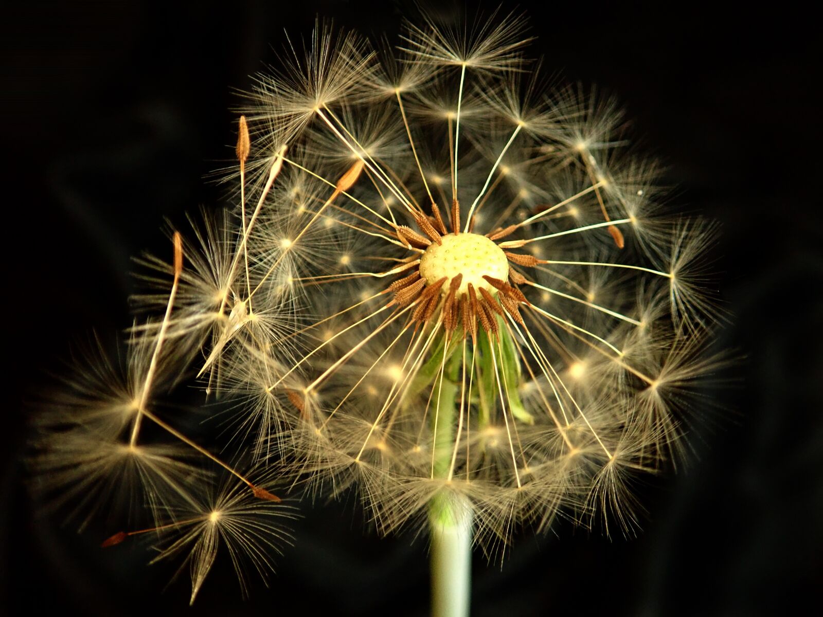 Olympus TG-5 sample photo. Dandelion, seed, plant photography