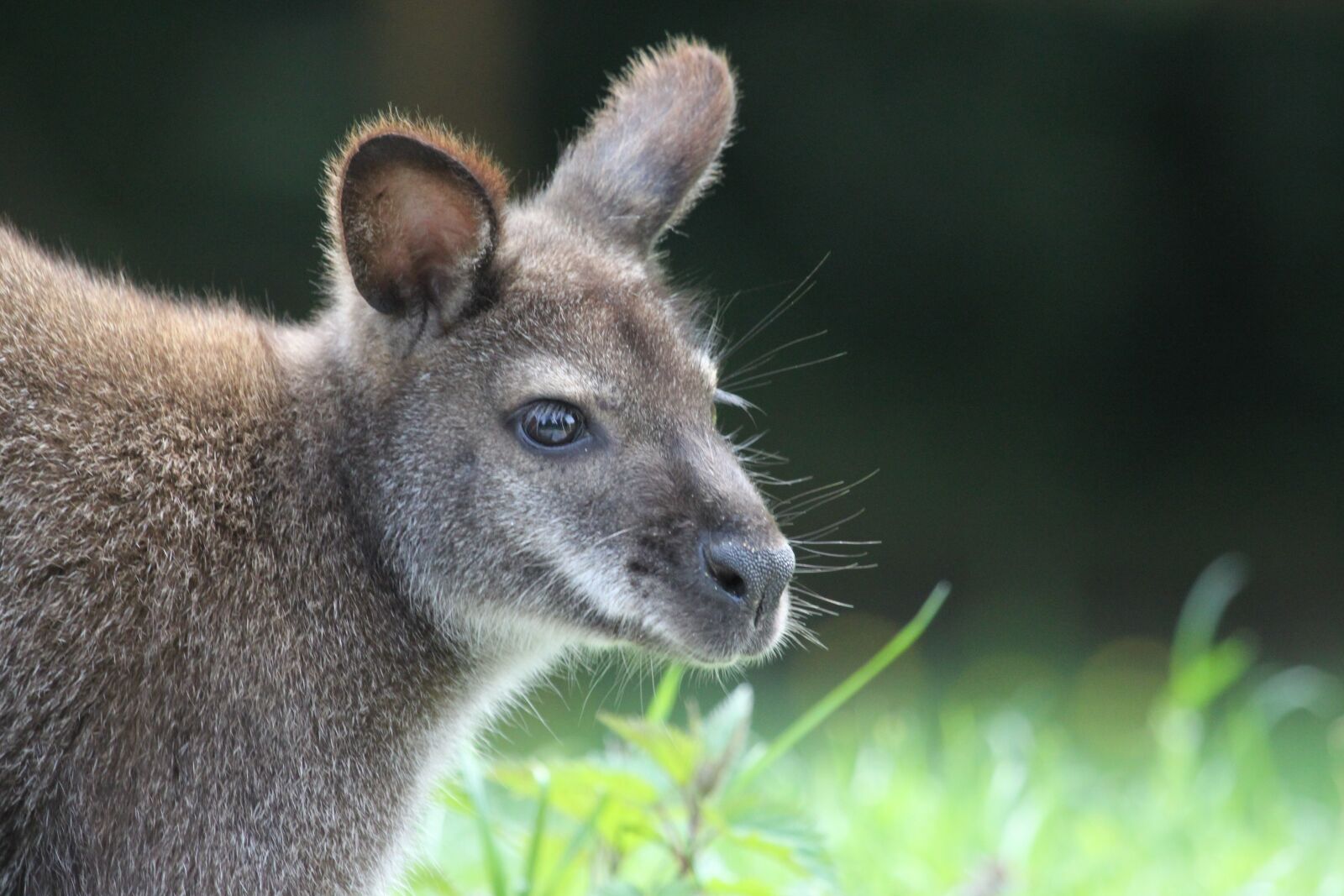 Canon EOS 500D (EOS Rebel T1i / EOS Kiss X3) sample photo. Kangaroo, animal, snout photography